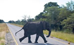 South Africa elephant on safari