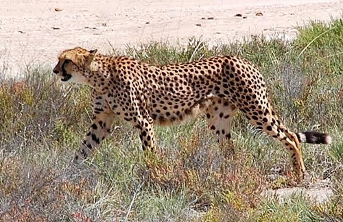 Encounter with cheetah in Etosha National Park