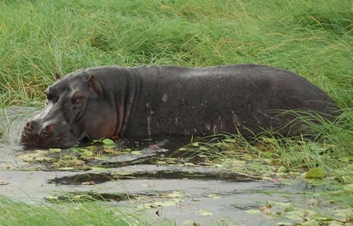 Hippo at Etosha National Park