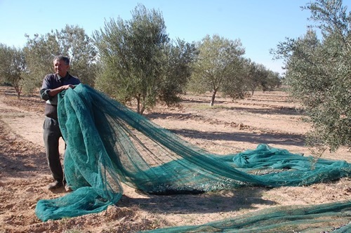 Harvesting olives by making them drop onto nets
