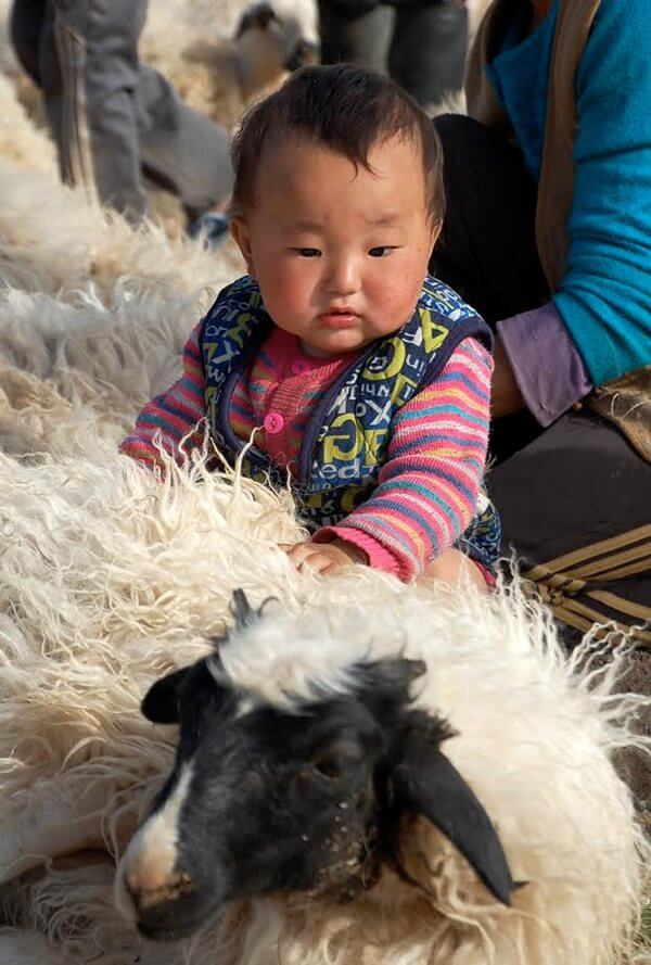 Girl in Mongolia pets a sheep