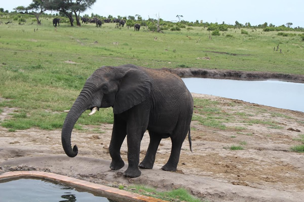 Elephant driking from pool at camp at Hwange National Park in Zimbabwe