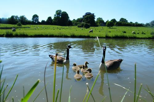 The boat moored as the family checks out the ducks in the small lake.