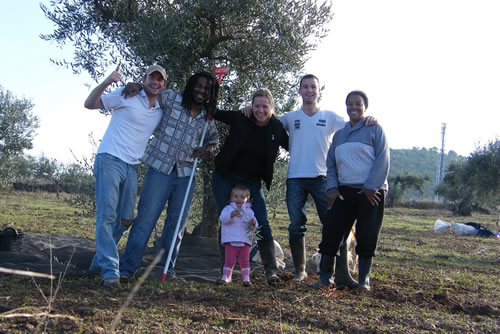 Olivepicking volunteering on a farm in Spain with the family
