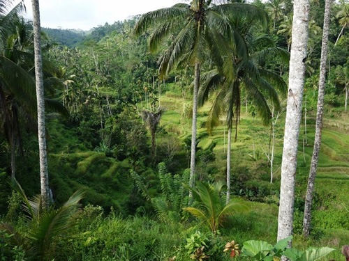 Forest and rice field in Bali