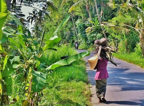 Woman carrying coconut husks