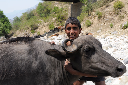 Young man with buffalo