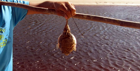 Baiacu fish in Brazil.