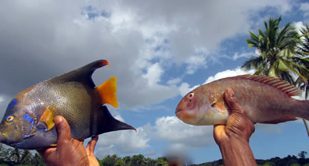 Two fish Caught in Brazil