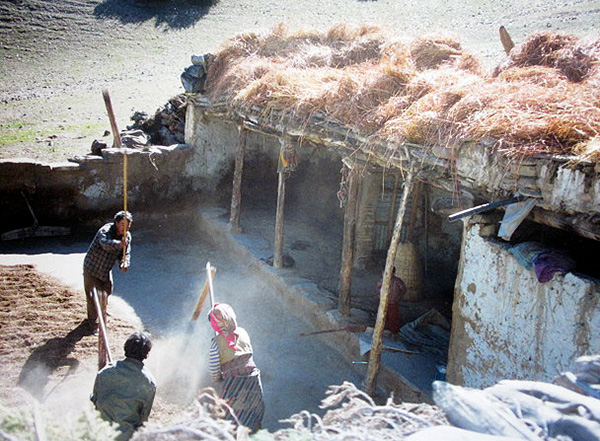 Mustangis in Nepal flailing barley in barnyard