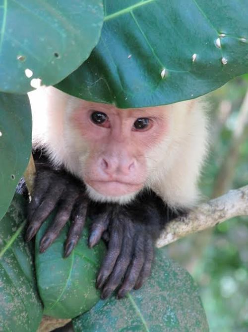 Capuchin monkey in Manuel, Costa Rica