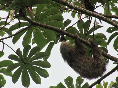 Sloth near Arenal Falls, Costa Rica