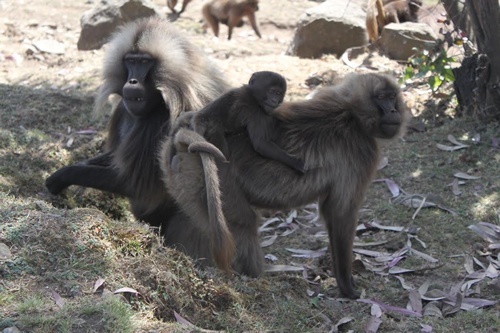 Baboon family in Ethiopia