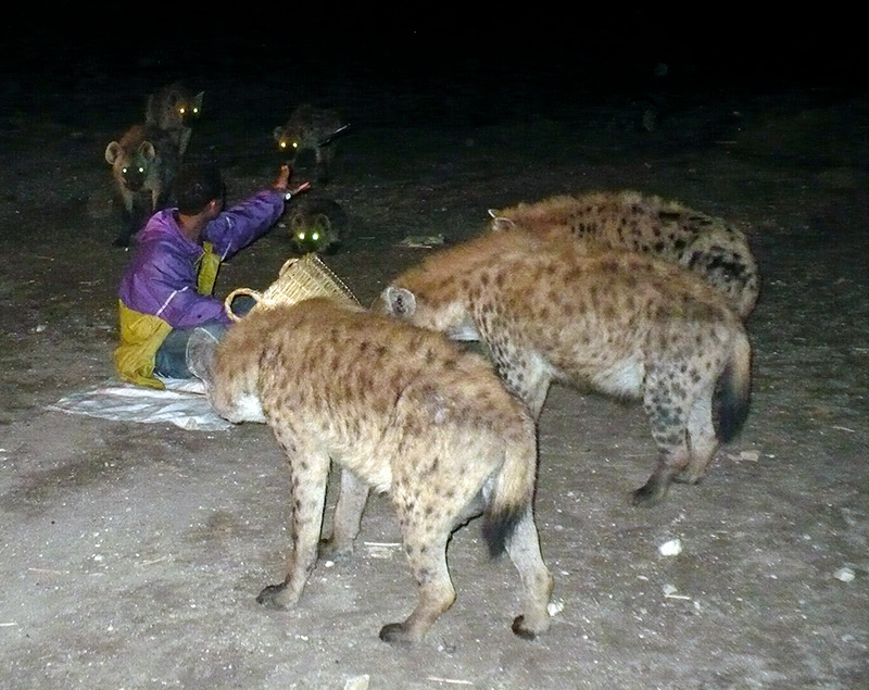 Feeding Hyenas in Ethiopia