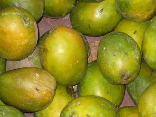 Ripe mangoes piles high.