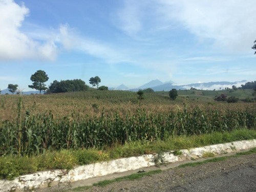 Cornstalk field in Guatemala