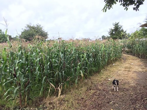 Fields of cornstalk