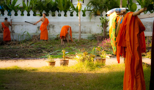 Monks working in a garden