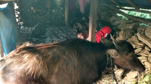 Sleeping in buffalo shed in Nepal.