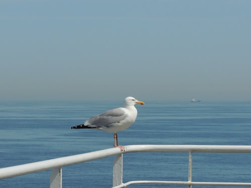 Eco travel bird on a ferry