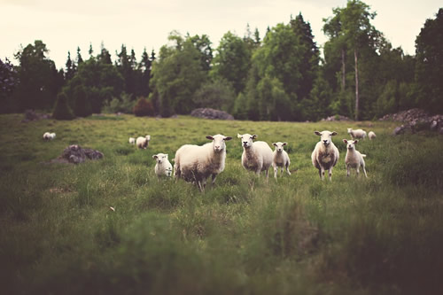 Eco travel and meeting sheep