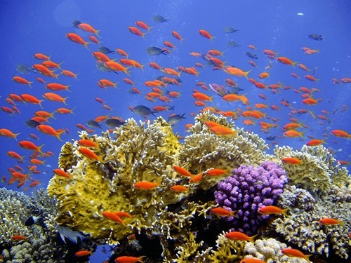 Coral reef worldwide