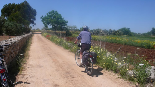 Cycling on road in olive groves in Puglia.