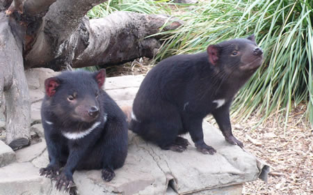 Tasmanian Devils in Tasmania!