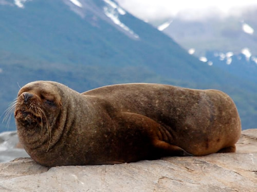Sea Lion in Beagle Channel Patagonia