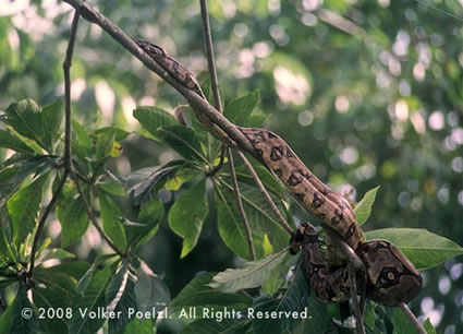 A boa slithering in a tree is a fascinating subject.