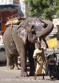 Working elephant with trainer in India good photography subject.