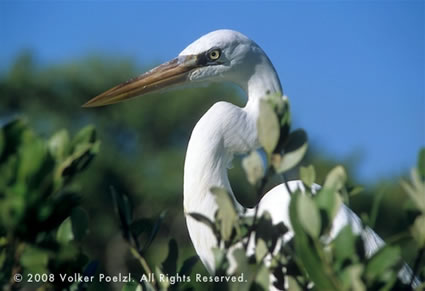 An egret in the wild makes for a start photo subject.