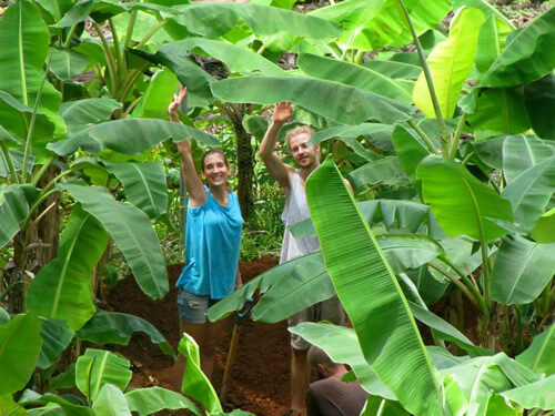 Farmhands in a Permaculture Jungle