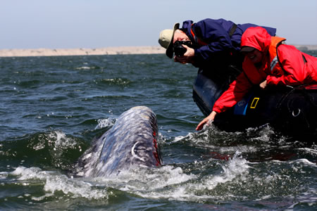 Taking a close photo and touching a whale when taking a break from the cruise ship.