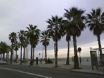 Palms in Barcelona, Spain