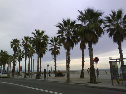 Teaching English in Barcelona amidst the palms