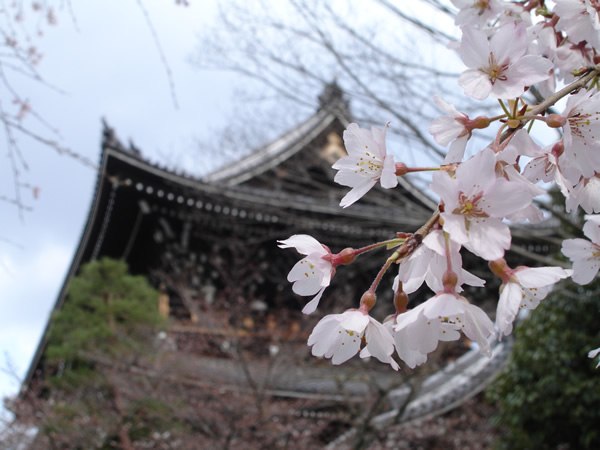 Cherry Blossoms in Japan