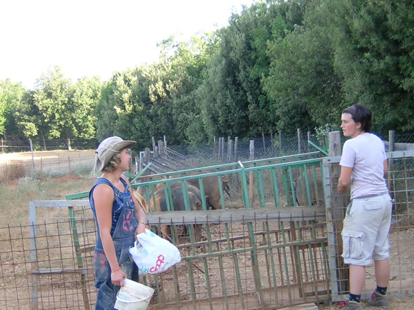 Interns fixing a pigpen fence on the organic farm.