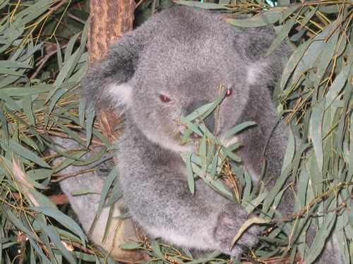 Koala park in Australia.