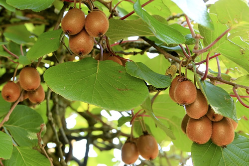 Kiwi fruit almost ready to be harvested in New Zealand
