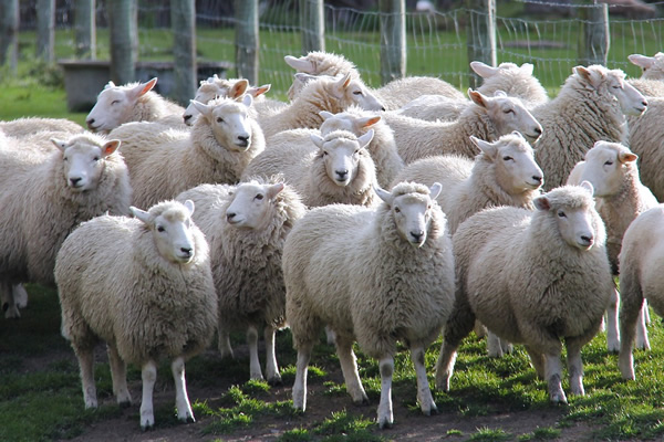 A herd of white sheep gathered in New Zealand.