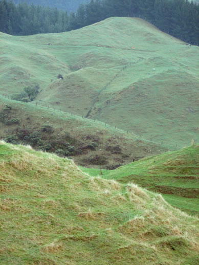 Rolling grass hills on the road between Ohakune and Napier.