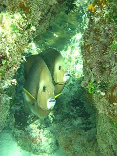 Angelfish in Mexico.