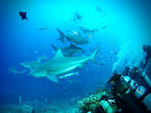 Volunteer to help sharks in Fiji
