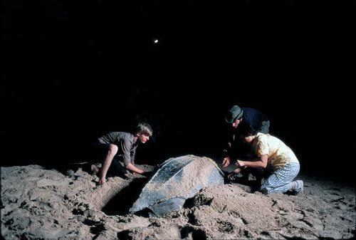 Volunteers help beached leatherback sea turtles with Earthwatch