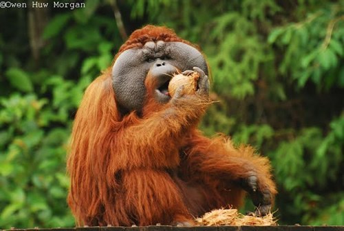 Volunteers help with Orangutans in Borneo