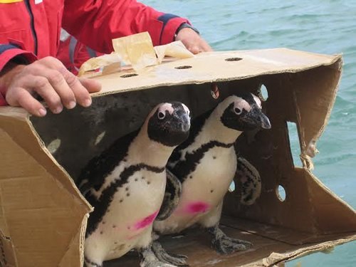 Volunteers with SANCCOB save African penguins