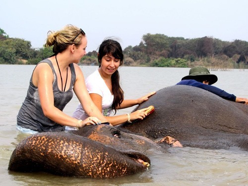 Volunteers bathing elephants in Thailand with the Surin Project