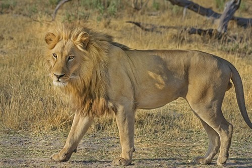 Lions in Africa are endangered