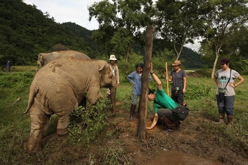 Volunteer to protect elephants from abuse